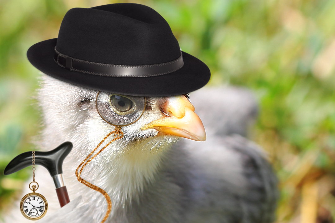 photo "Иш ты! Маленький такой, а важный..." tags: digital art, humor, misc., chicken, concept, important, person, vip, концепция, креатив, обработка, цыпленок