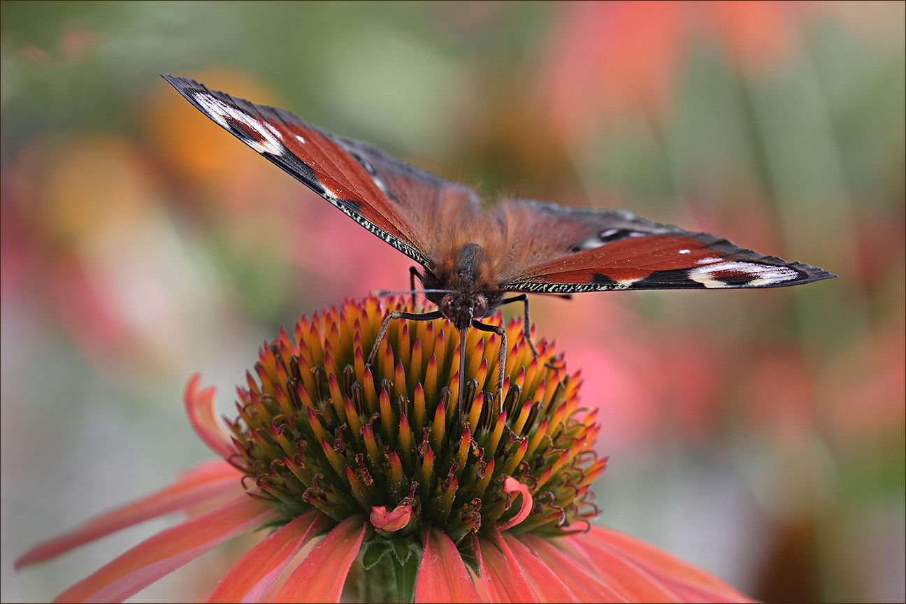 photo "***" tags: macro and close-up, 