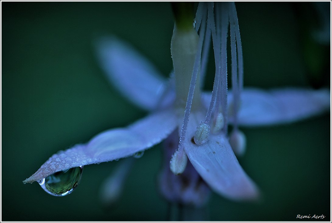 photo "***" tags: nature, macro and close-up, fragment, 