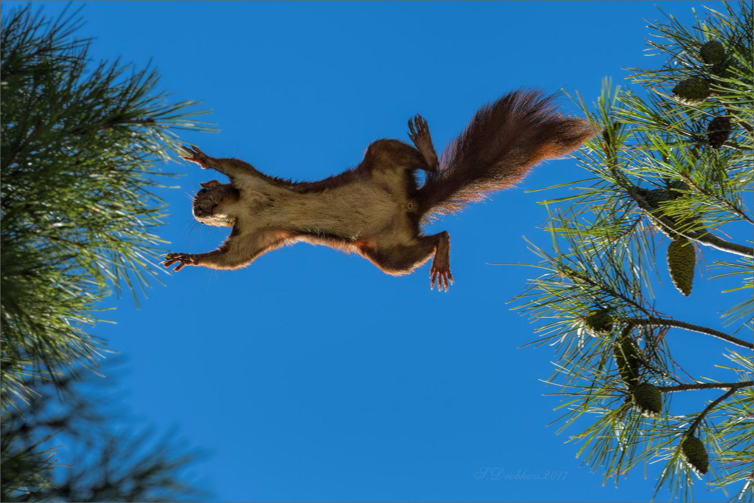 photo "Vuelo libre" tags: nature, Europe, autumn, forest, sky, squirrel, tree, wild animals