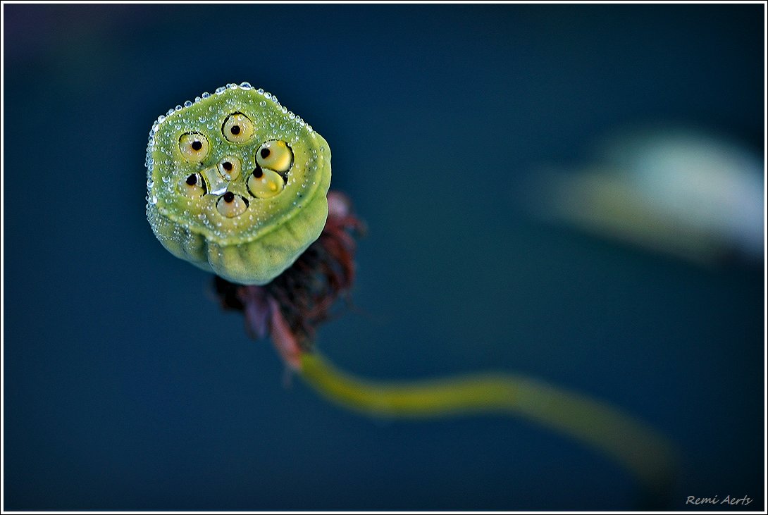 photo "***" tags: nature, fragment, macro and close-up, 