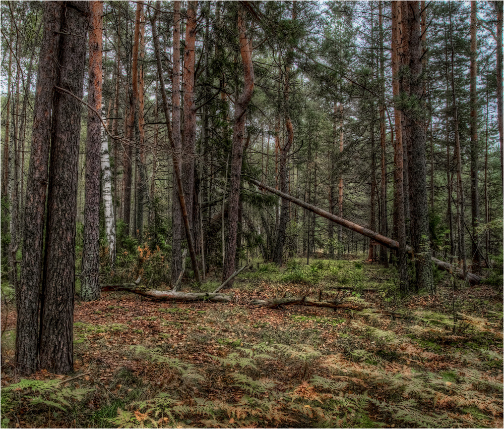 photo "***" tags: landscape, nature, autumn