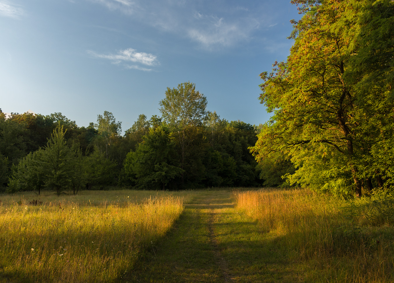 photo "***" tags: nature, landscape, evening, forest