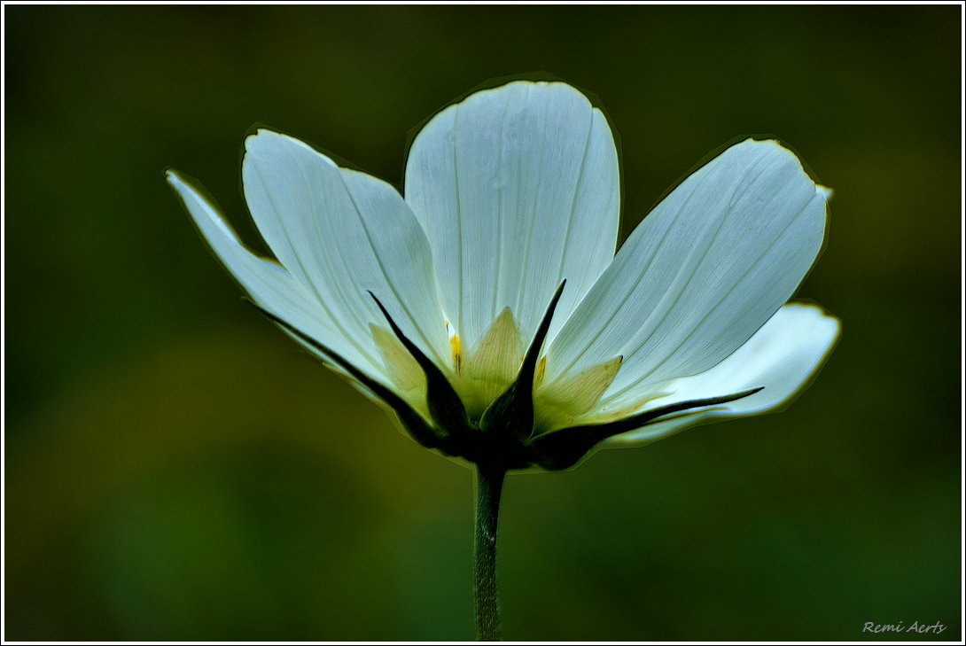 photo "***" tags: nature, macro and close-up, fragment, 