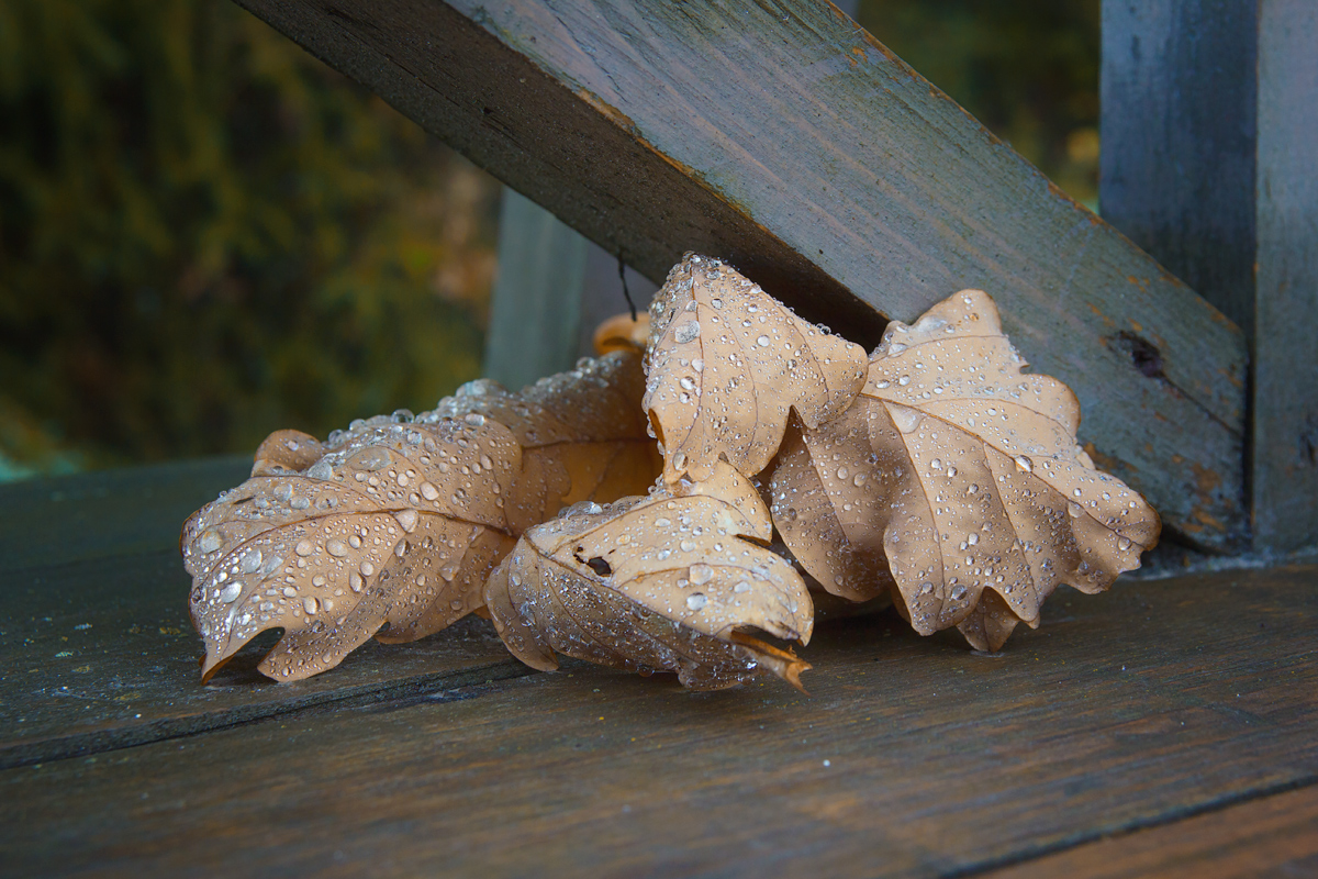 photo "***" tags: macro and close-up, still life, 