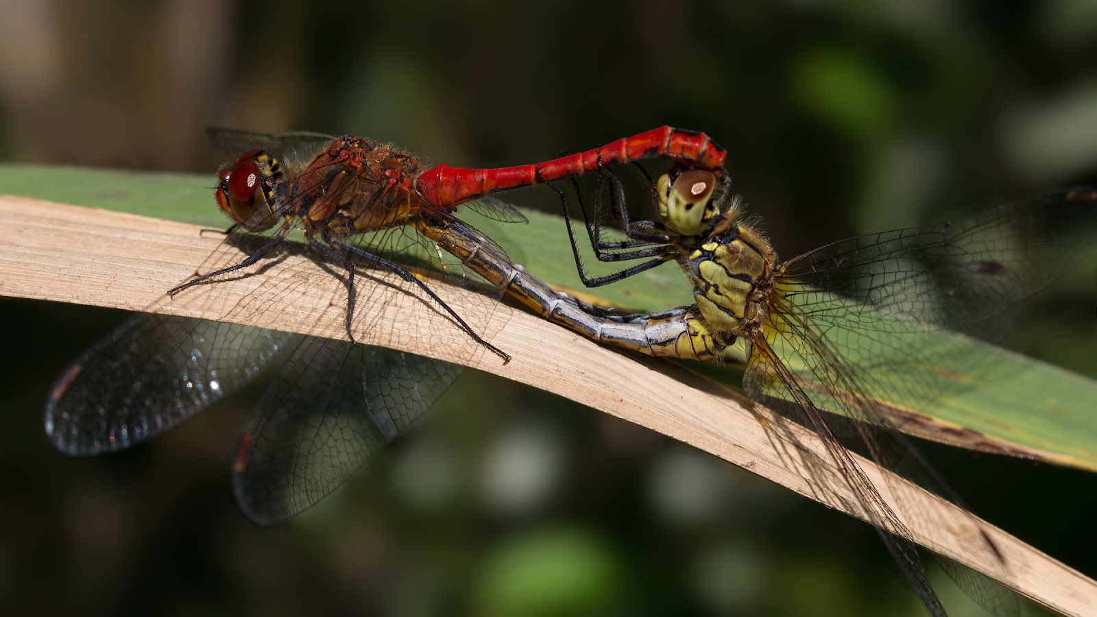 photo "***" tags: macro and close-up, 