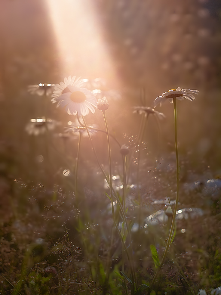 photo "***" tags: macro and close-up, nature, 