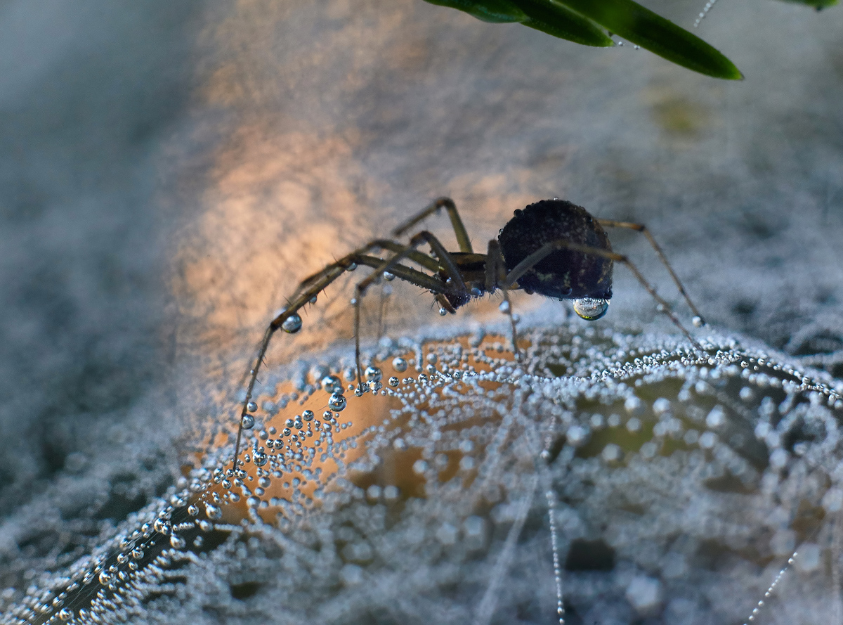 photo "***" tags: macro and close-up, 