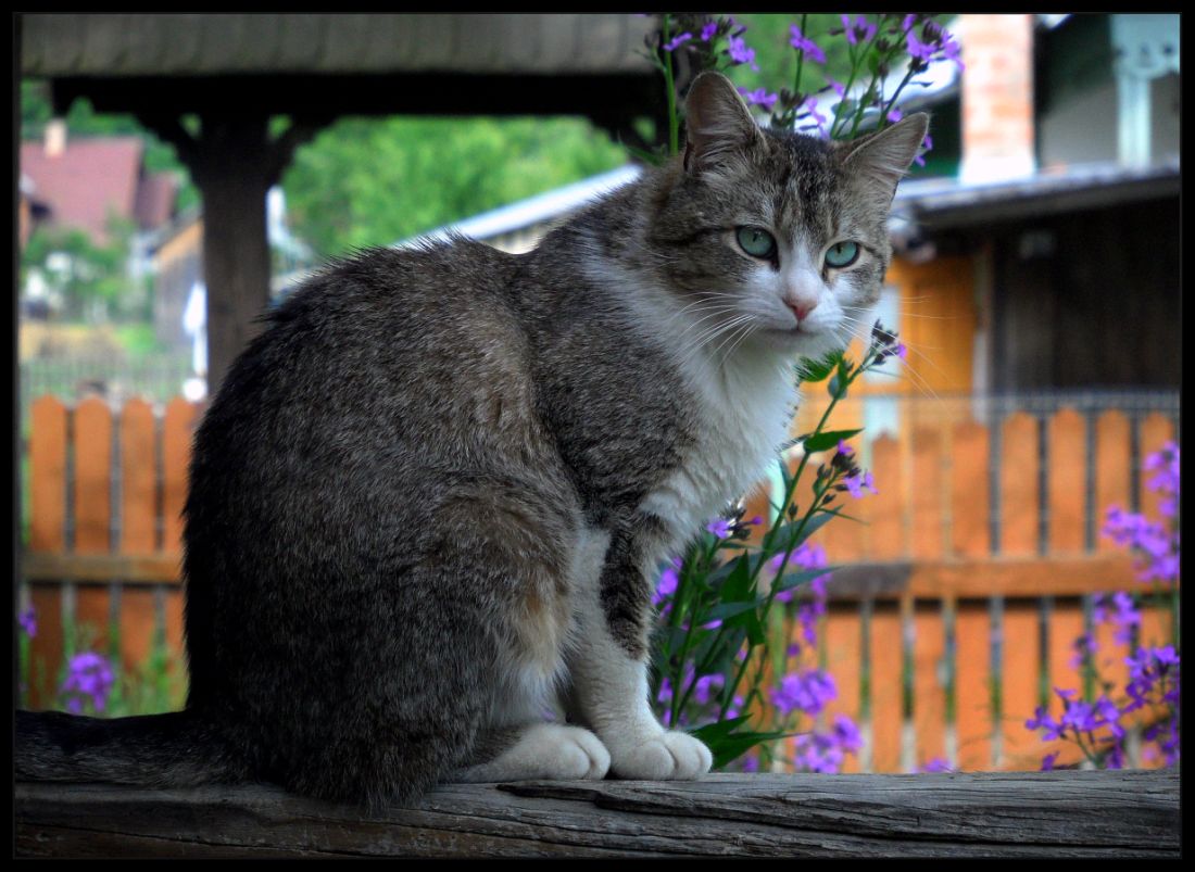 фото "***" метки: жанр, 