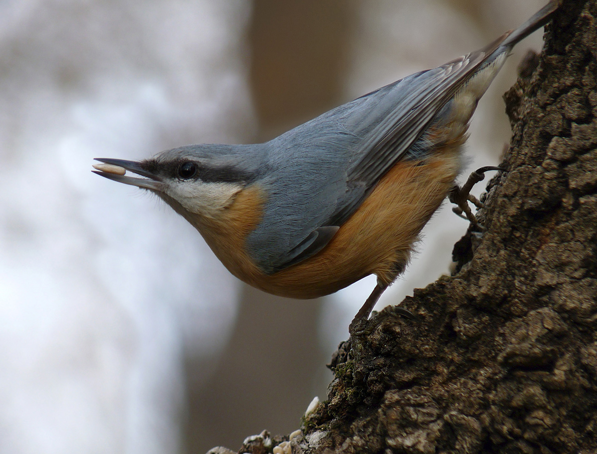 photo "***" tags: macro and close-up, nature, wild animals