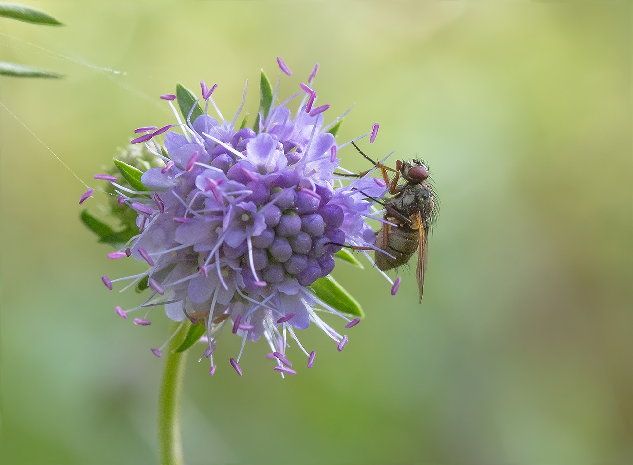 photo "***" tags: macro and close-up, 