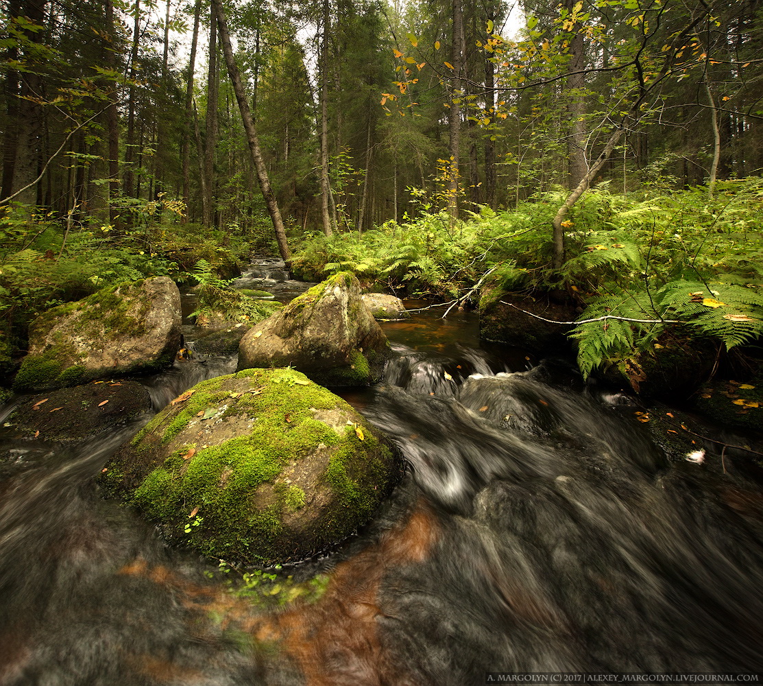 photo "***" tags: landscape, travel, nature, autumn, forest, ручей