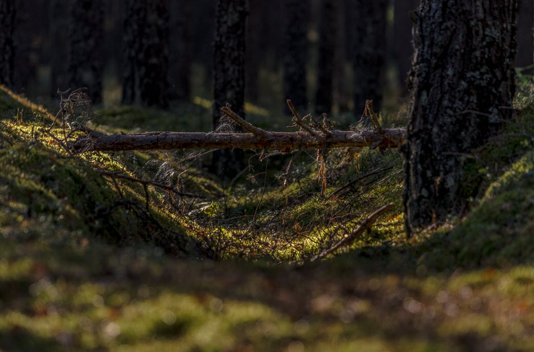 фото "* * *" метки: пейзаж, природа, бревно, вечер, лес, мох