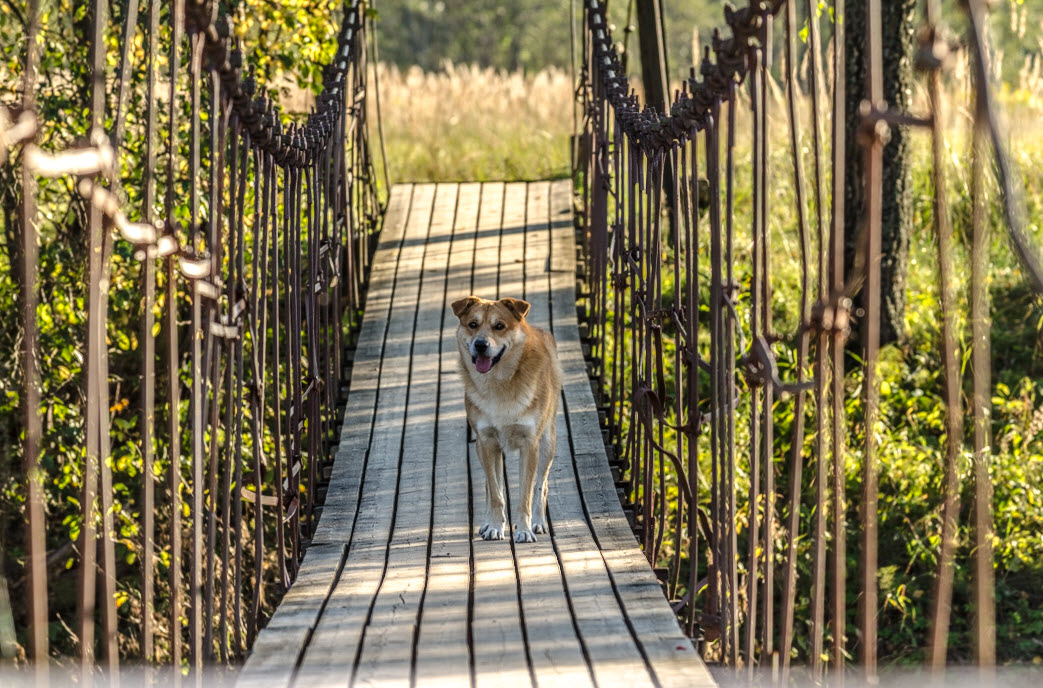 photo "***" tags: landscape, nature, misc., bridge, forest, grass, деревня, собака