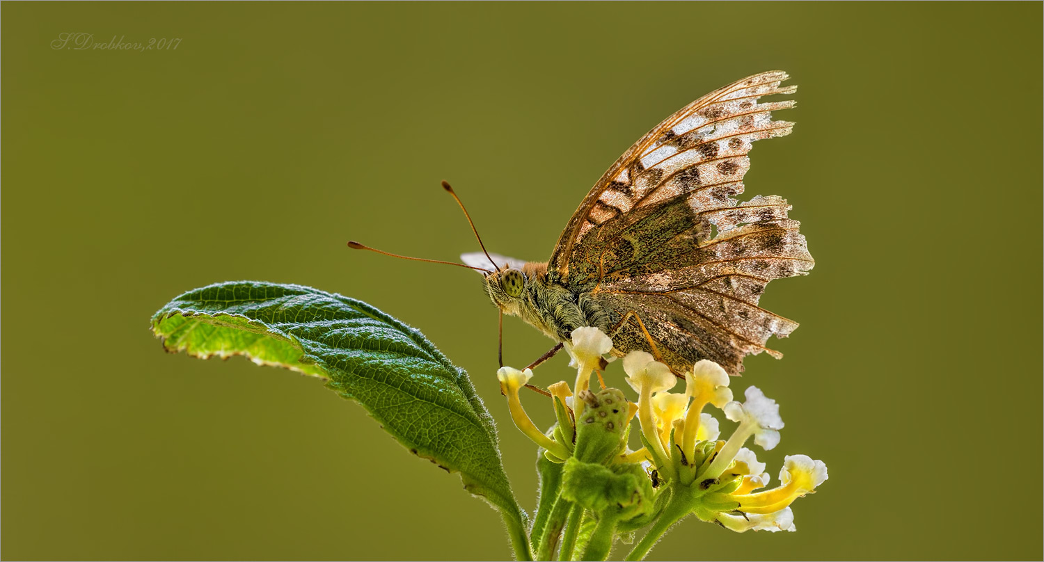 photo "Néctar de otoño" tags: nature, macro and close-up, Europe, autumn, flowers, insect, wild animals