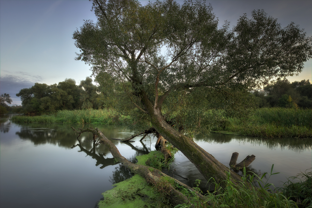 фото "Над водой" метки: пейзаж, природа, Клязьма, вода, одинокое дерево, осень, река