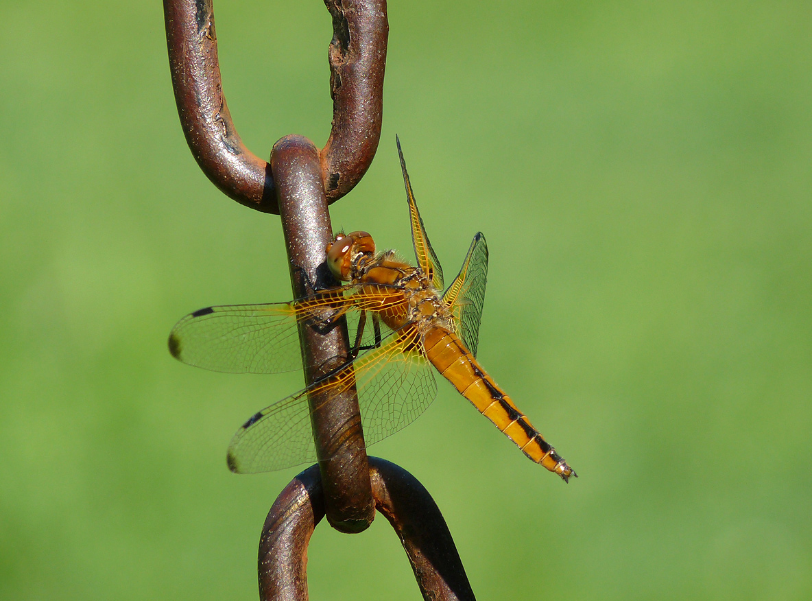 photo "***" tags: macro and close-up, insect