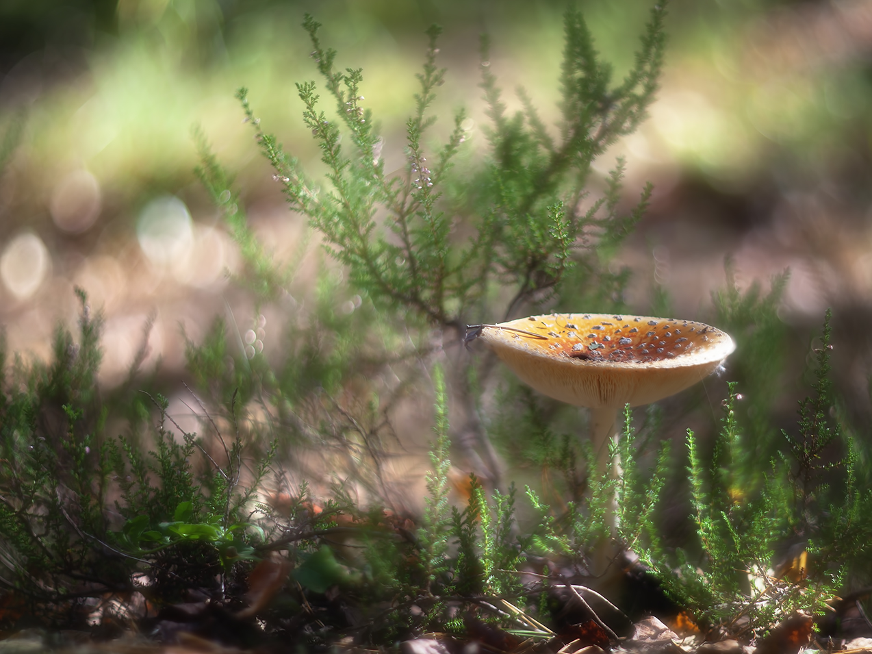 photo "***" tags: macro and close-up, nature, 