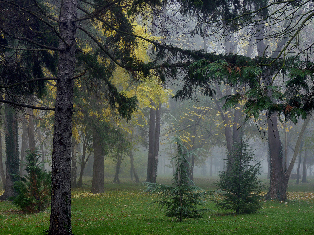 photo "***" tags: landscape, fog