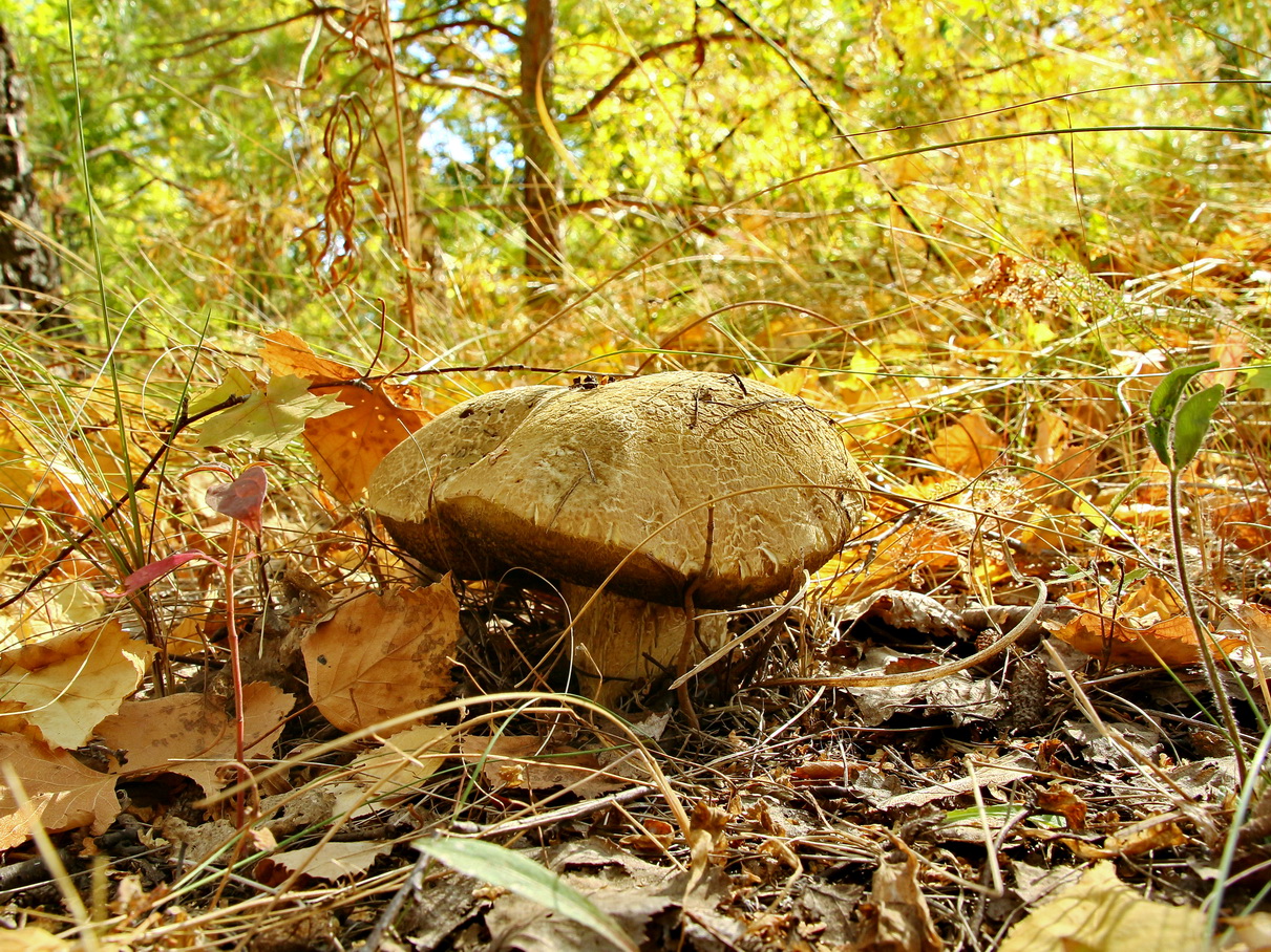 photo "***" tags: landscape, nature, forest, гриб