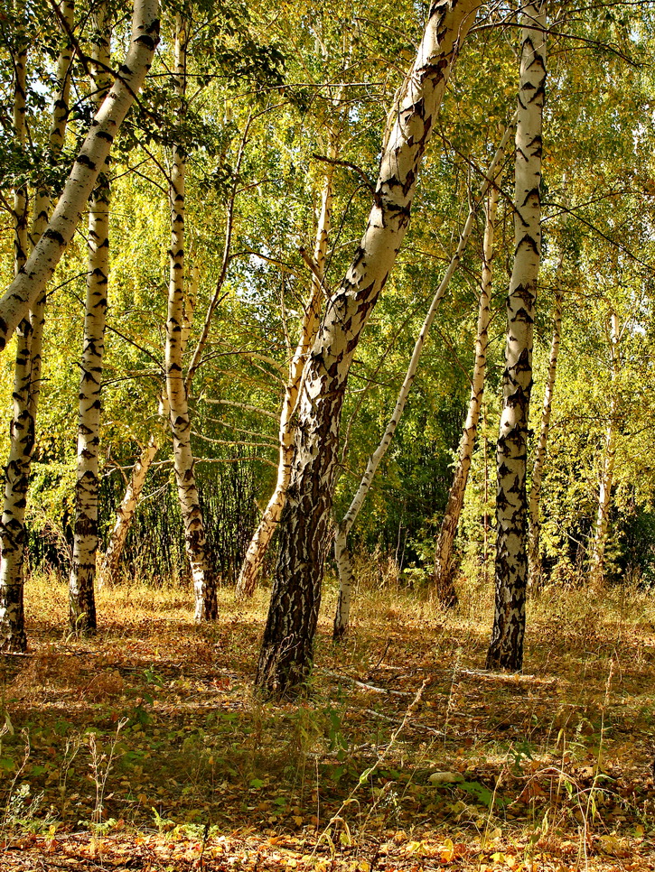 photo "***" tags: landscape, nature, birches, forest