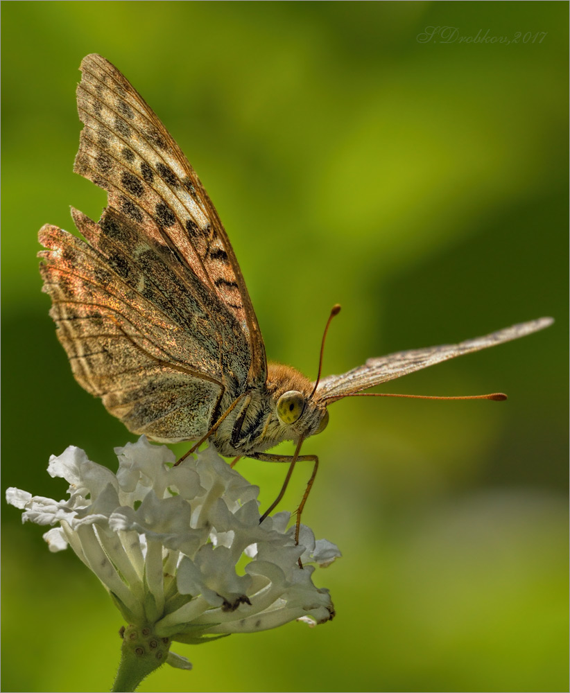 photo "Viento" tags: nature, macro and close-up, Europe, autumn, flowers, insect, wild animals