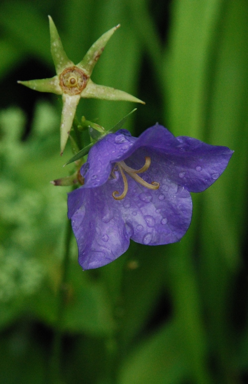 фото "==-" метки: природа, макро и крупный план, flower, purple