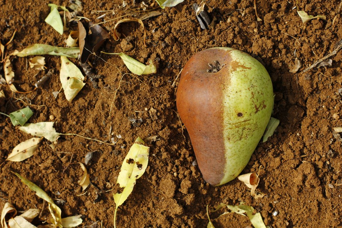 photo "Half-half" tags: nature, travel, misc., Pear, autumn, earth, ground, leaves