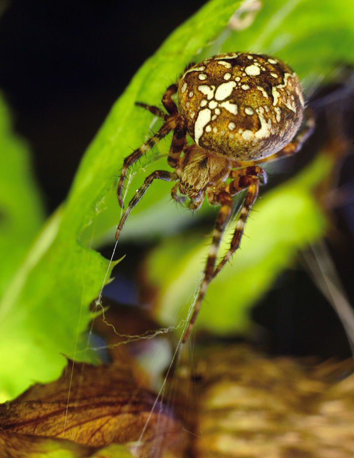 photo "***" tags: macro and close-up, 