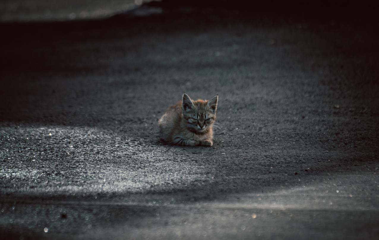 фото "котёнок" метки: стрит-фото, город, разное, кот, коты, котэ, котёнок, кошка, кошки