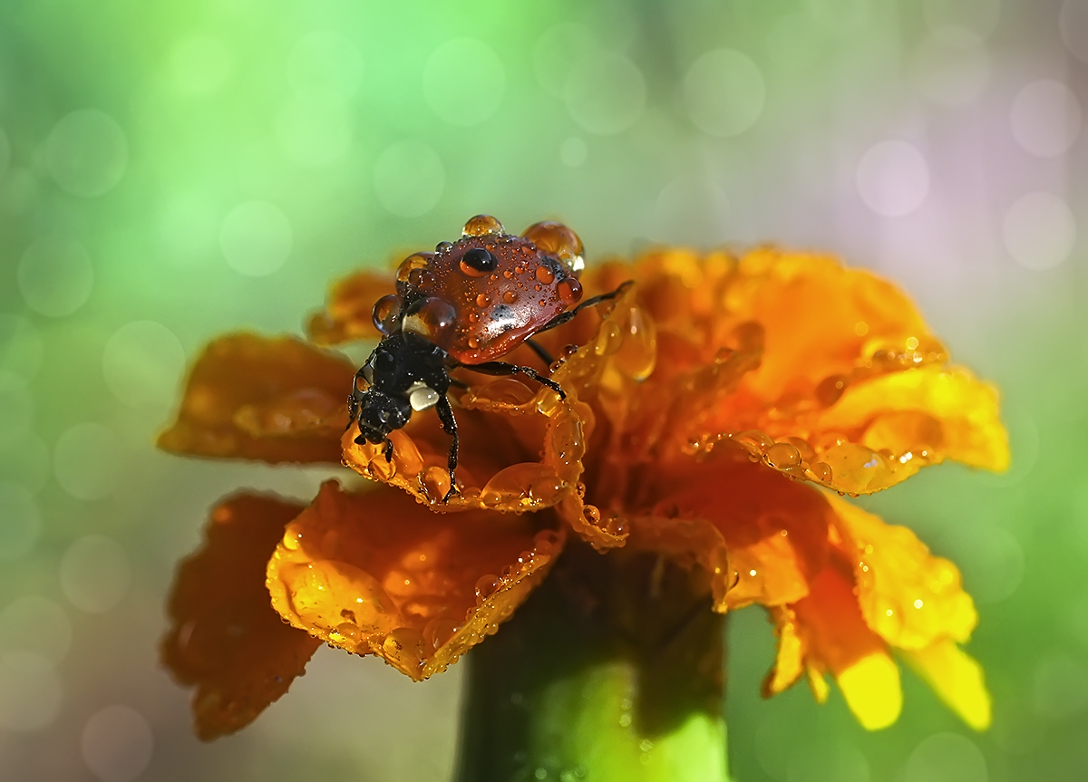 photo "***" tags: macro and close-up, nature, insect, божьи коровки, макро