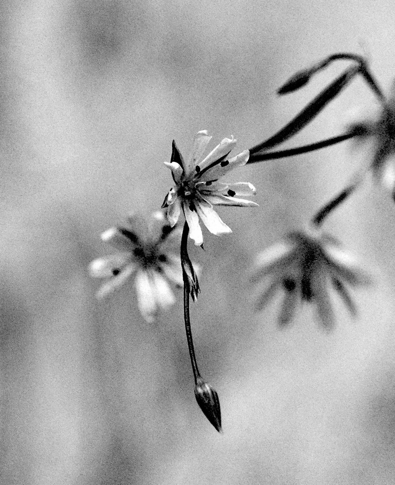 photo "***" tags: macro and close-up, 