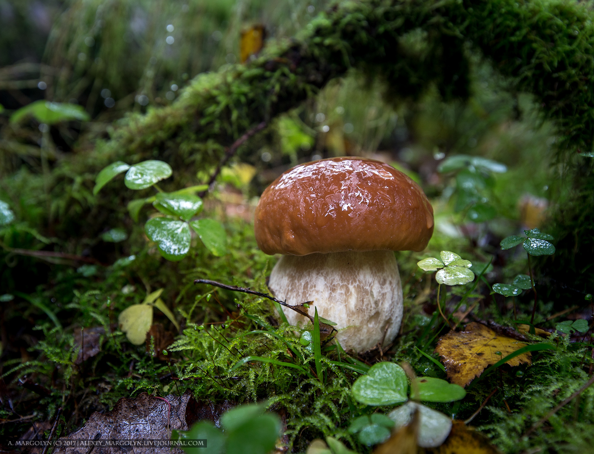 photo "***" tags: nature, autumn, forest, hunting, белый, грибы, еловый, тихая