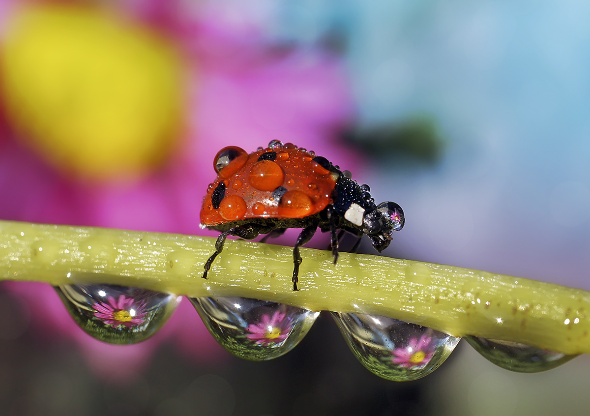 photo "***" tags: nature, macro and close-up, божья коровка, капли, макро