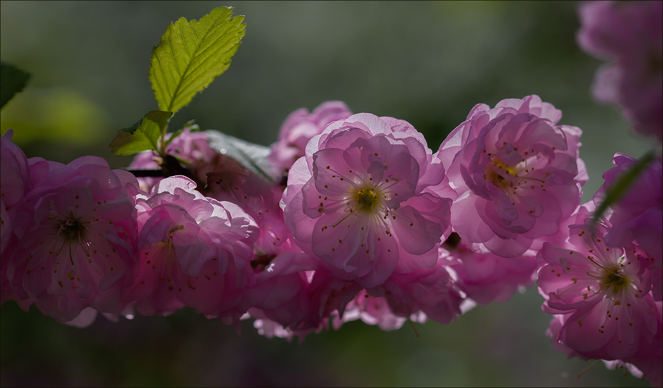 photo "***" tags: macro and close-up, 