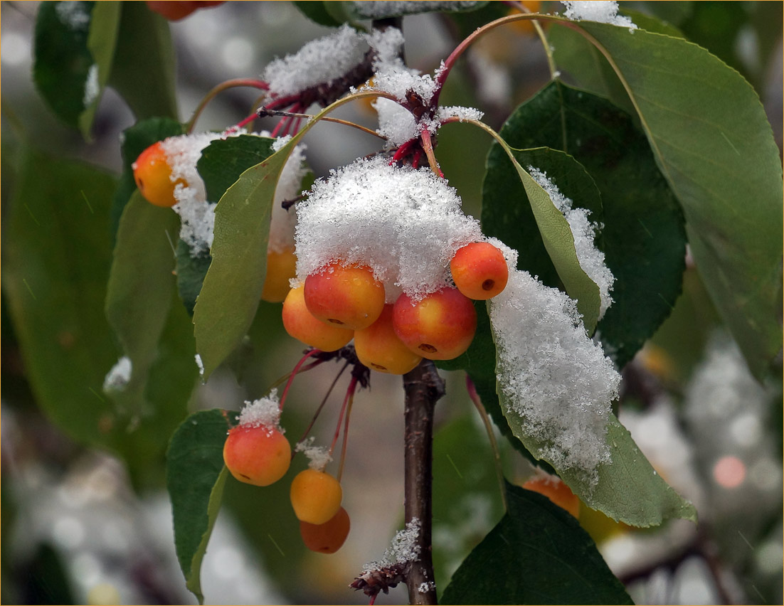 фото "Модная шапочка" метки: природа, макро и крупный план, дикие яблочки, снег