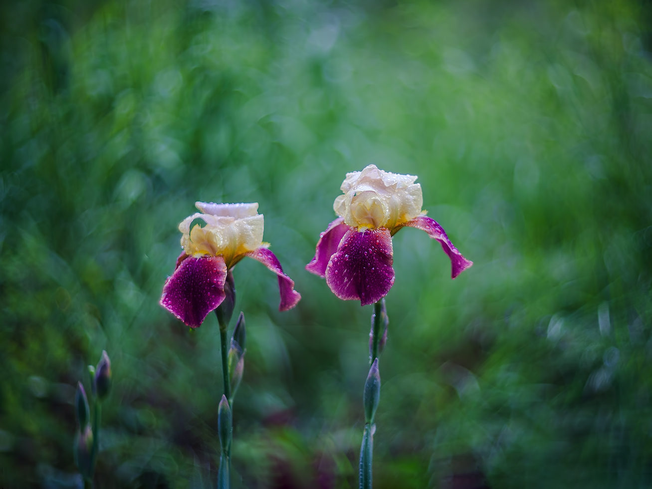 photo "***" tags: macro and close-up, 