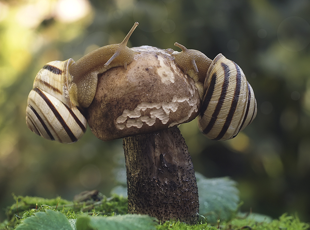 photo "***" tags: nature, macro and close-up, autumn, улитка