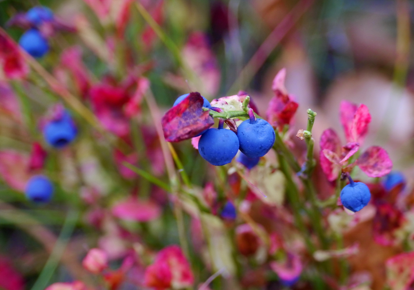 photo "***" tags: macro and close-up, 