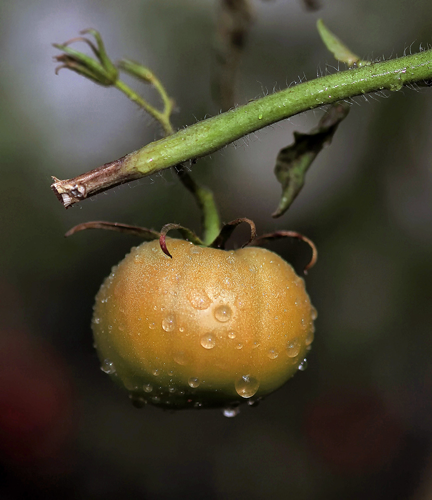 photo "***" tags: macro and close-up, капли, октябрь, помидор