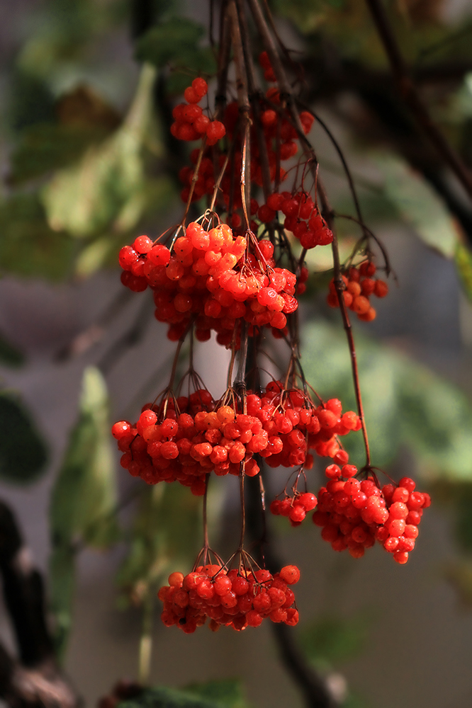 photo "***" tags: nature, macro and close-up, autumn, калина