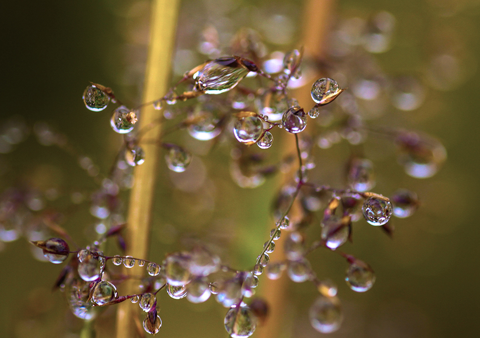 photo "Sunrise and dew ..." tags: nature, 