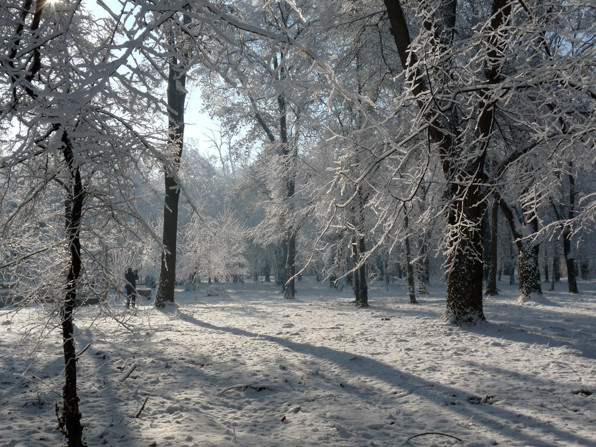 photo "***" tags: nature, winter