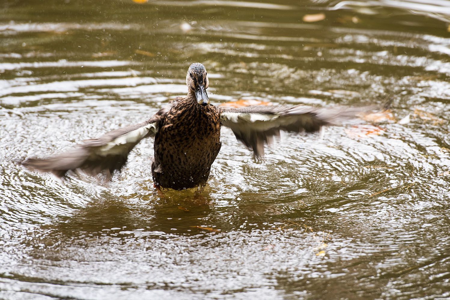 photo "take off" tags: nature, autumn, water, wild animals