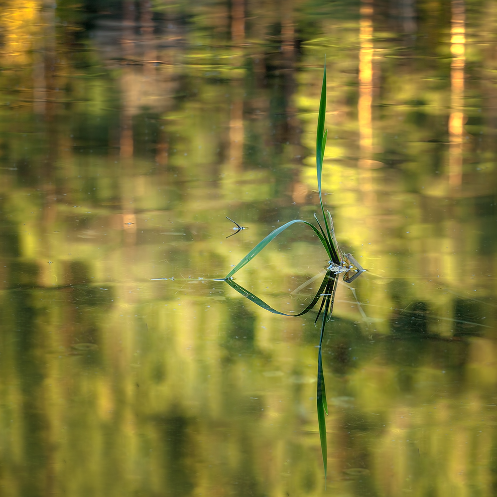 photo "***" tags: macro and close-up, nature, 