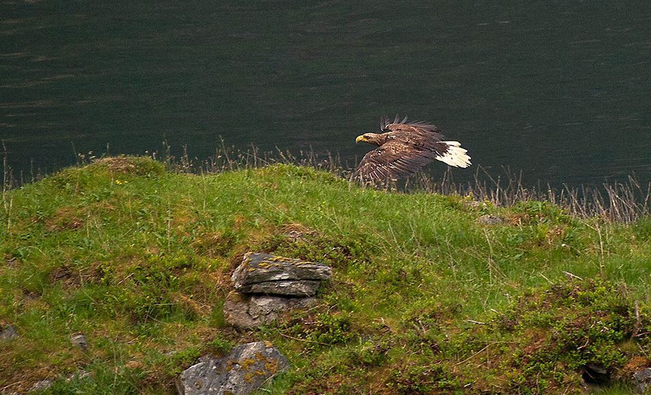 фото "White-tailed eagle" метки: природа, 