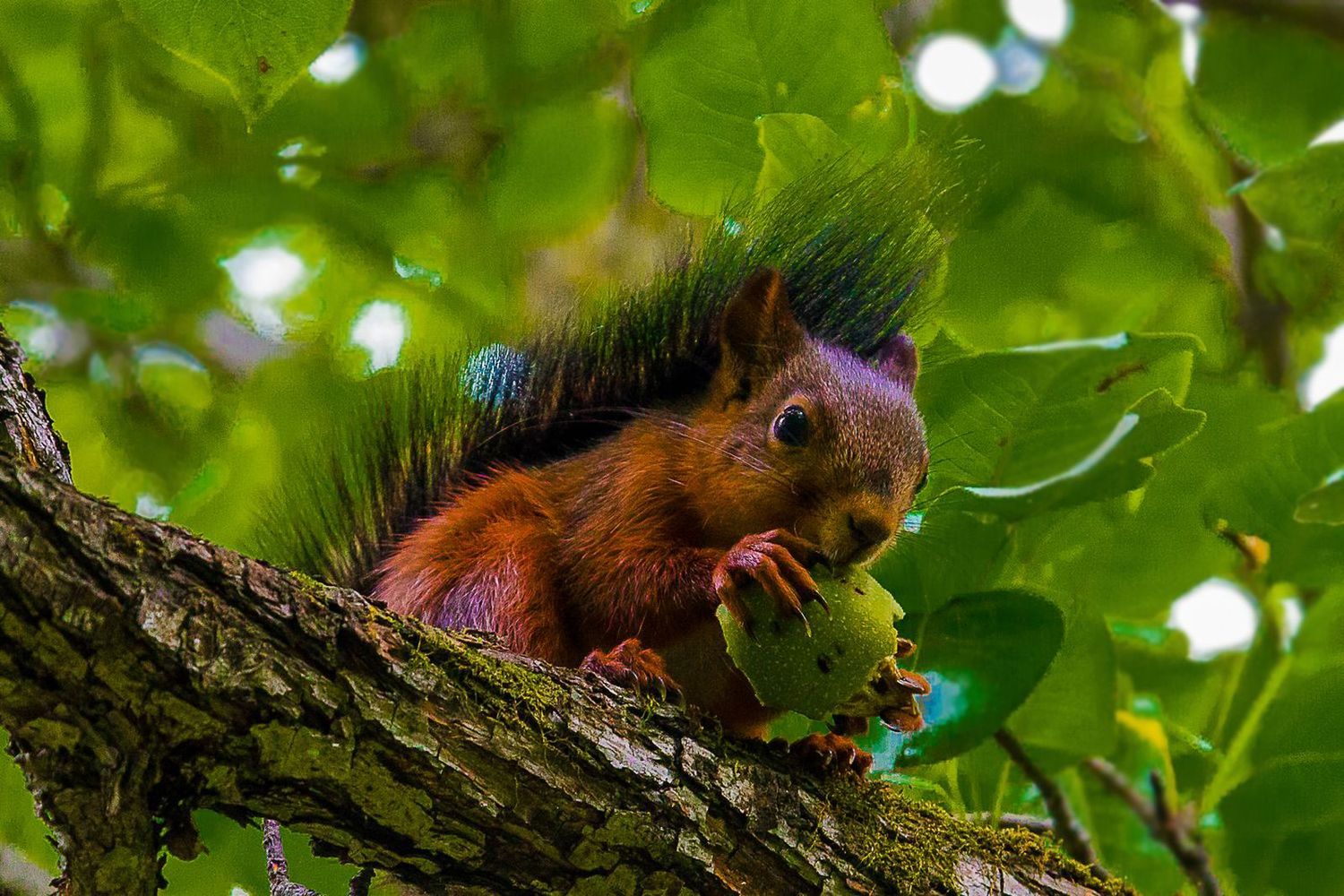 photo "Freddy Krueger for Manchurian walnut" tags: nature, squirrel, Дальний Восток, маньчжурский орех, огромные когти