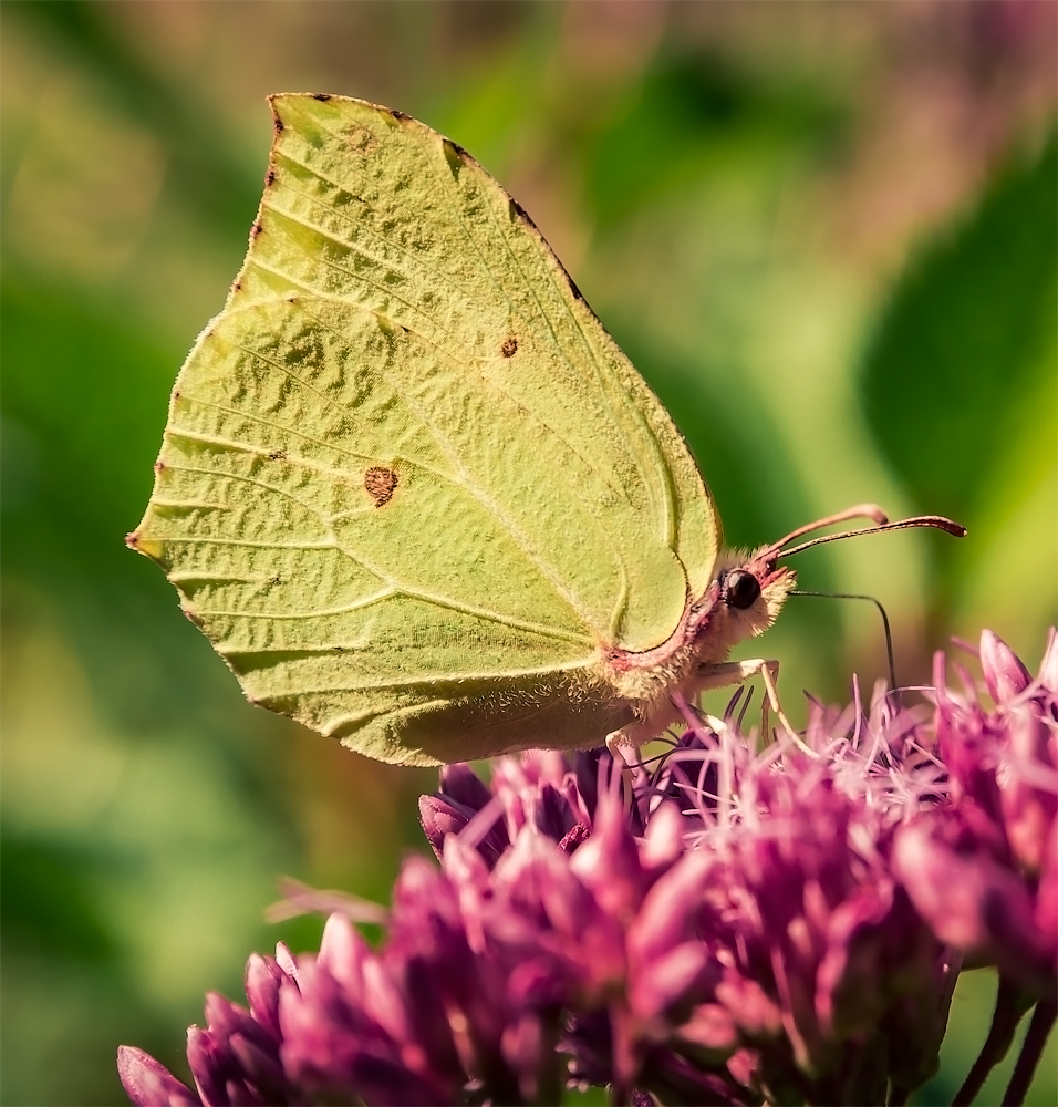 photo "***" tags: macro and close-up, 