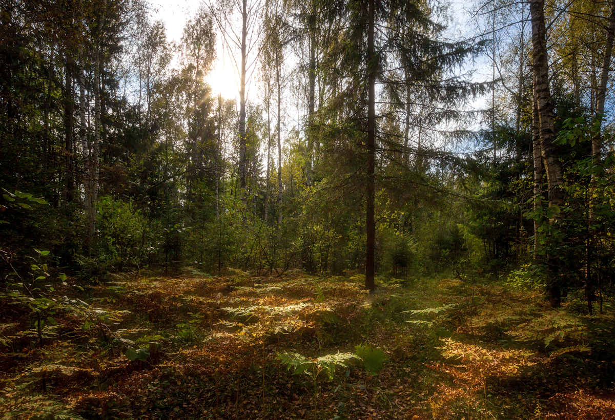 photo "***" tags: landscape, nature, autumn, forest