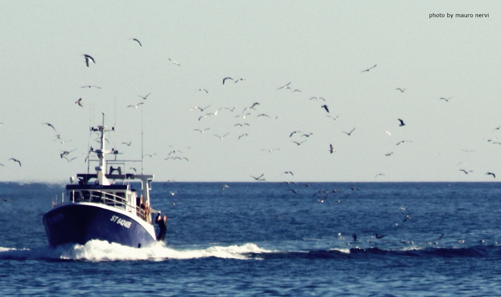 photo "boat and seagulls" tags: landscape, 